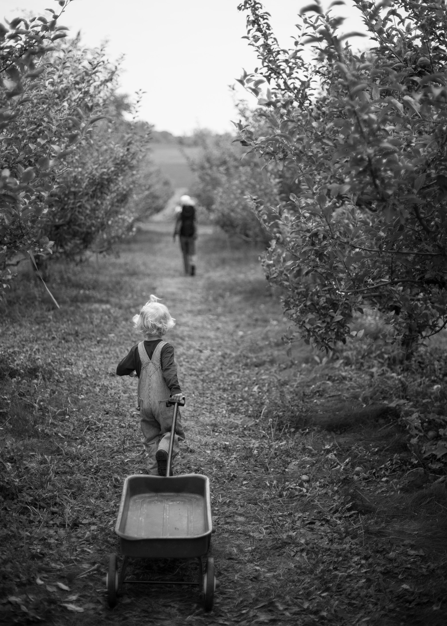 November 2015 cover of The Sun. The photographer's family in an apple orchard, in Cottage Grove, Wisconsin. A young child in overalls pulling an empty wagon tries to catch up to a person in the distance walking away on a wide path through the apple trees.